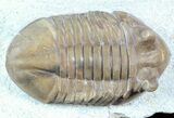 Asaphus Kotlukovi Trilobite With Cystoid #45985-2